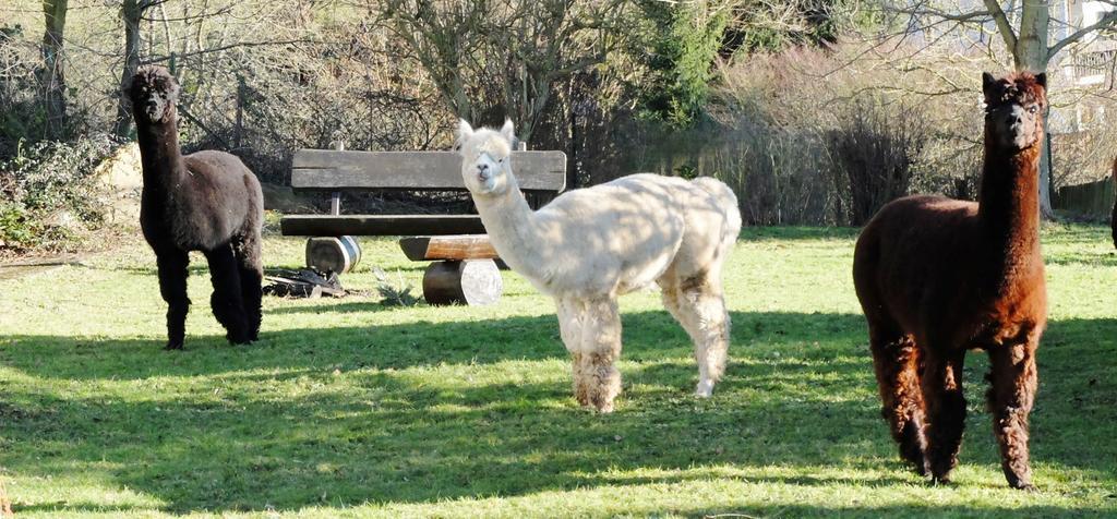 Schoene Aussicht Bad König Zewnętrze zdjęcie